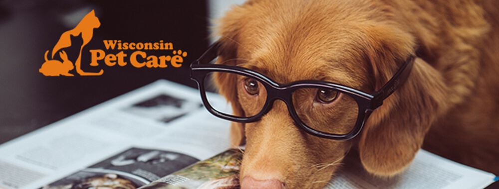 pet-opt-1 Pet Care